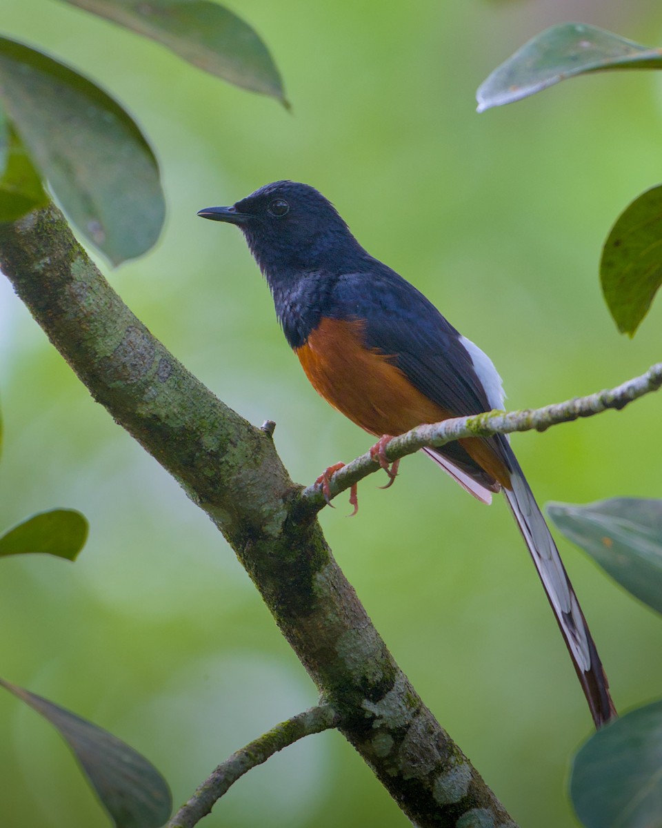 White-rumped Shama - ML637772135