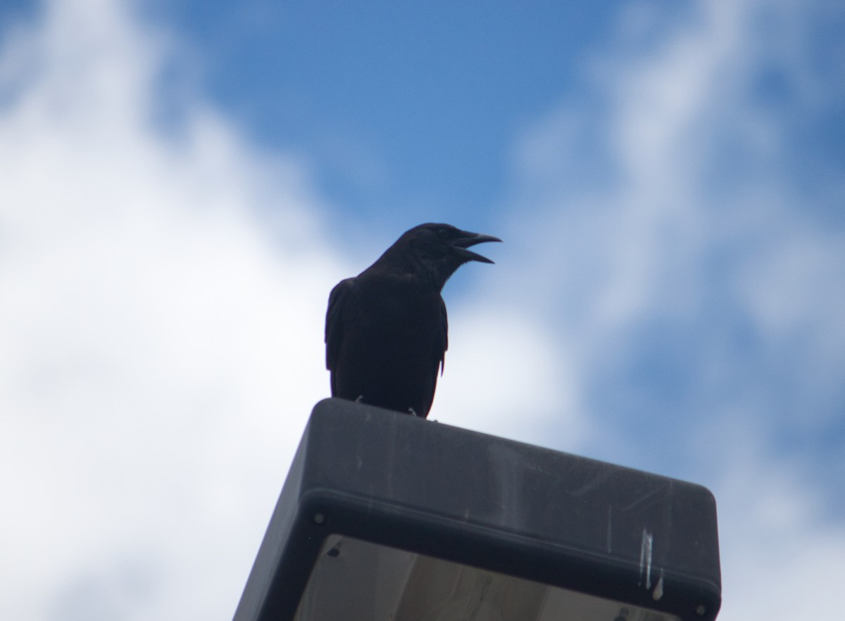 crow sp. - ML637772169