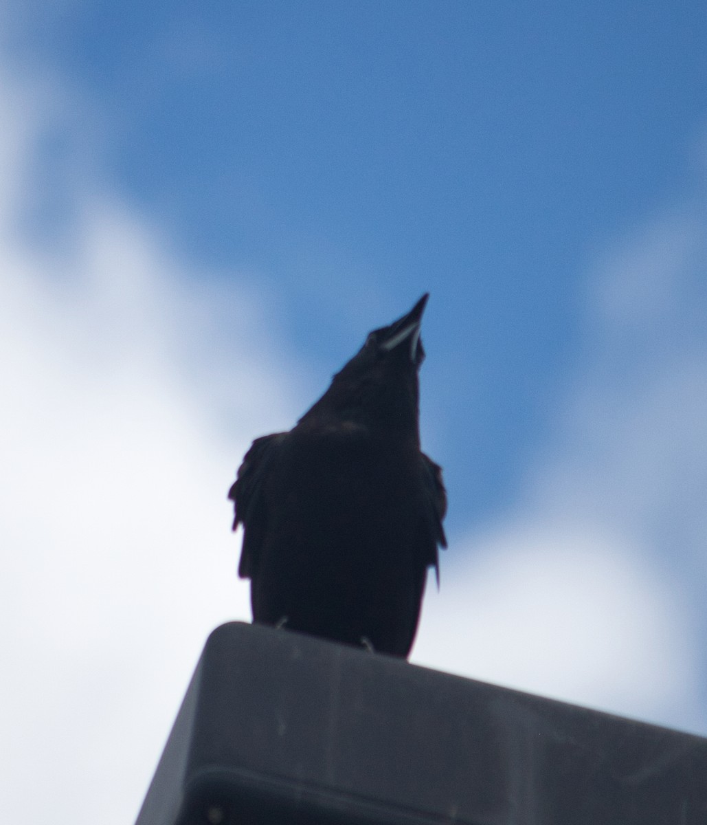 crow sp. - ML637772248