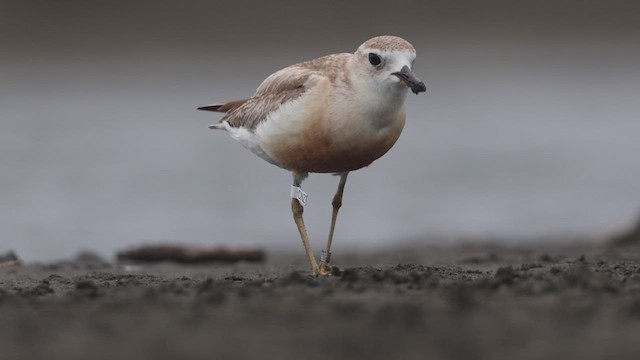 Maoriregenpfeifer - ML637772288