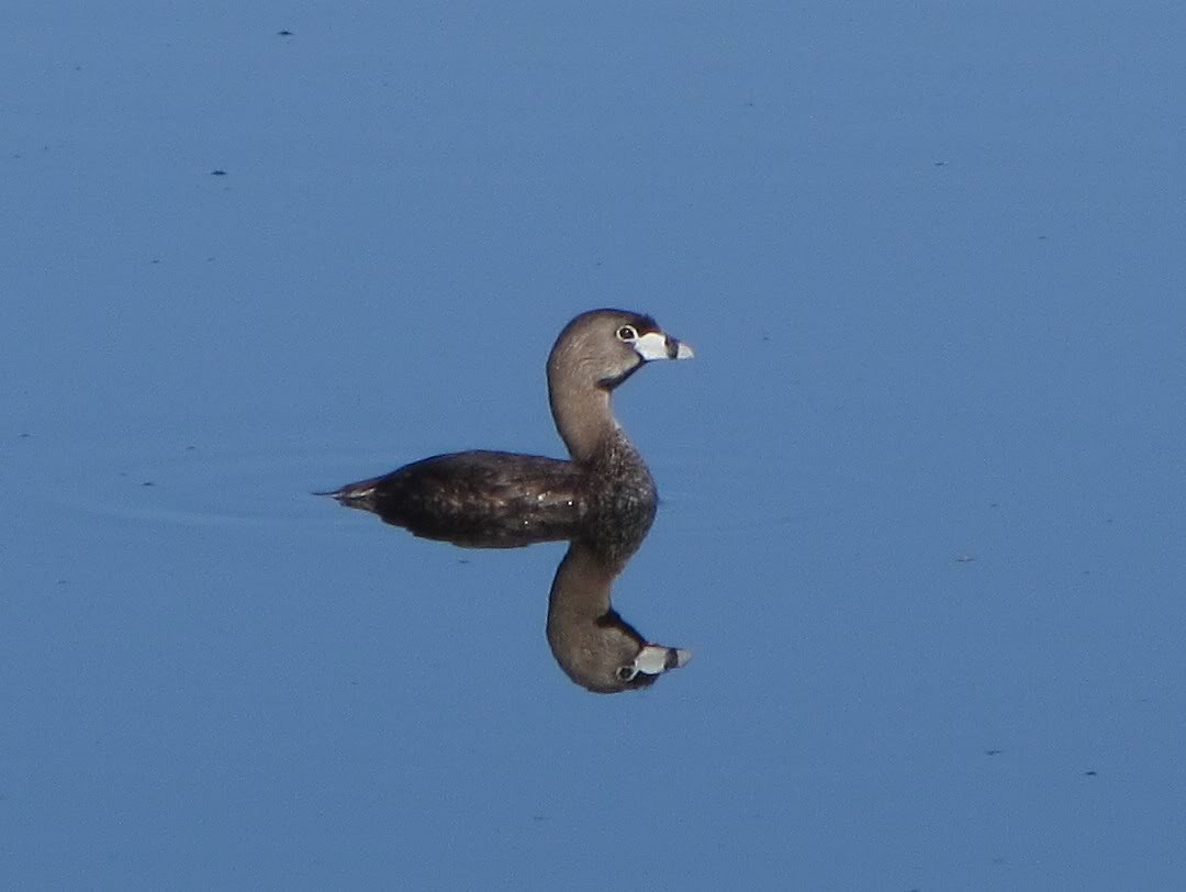 Pied-billed Grebe - Barbara Taylor