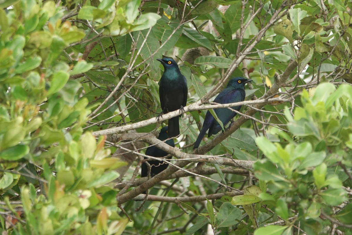 Black-bellied Starling - ML637772310