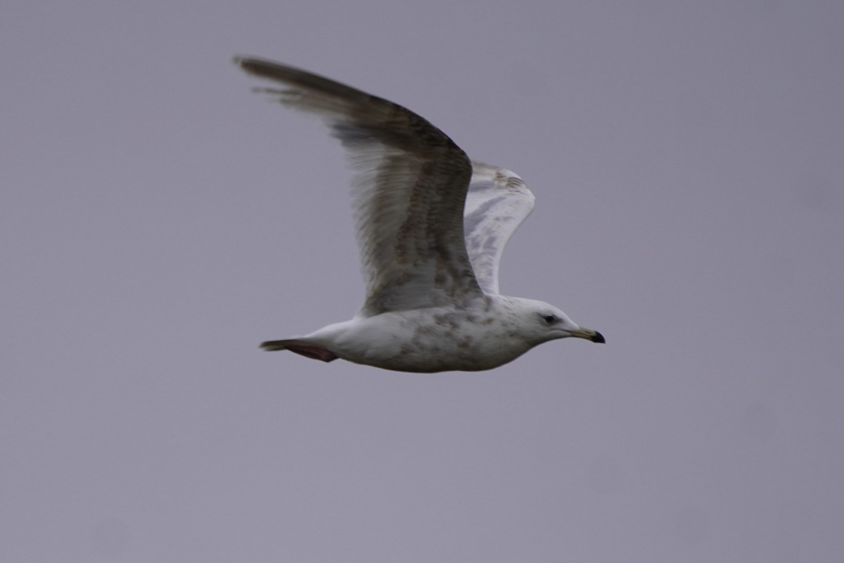 Glaucous Gull - ML637772325
