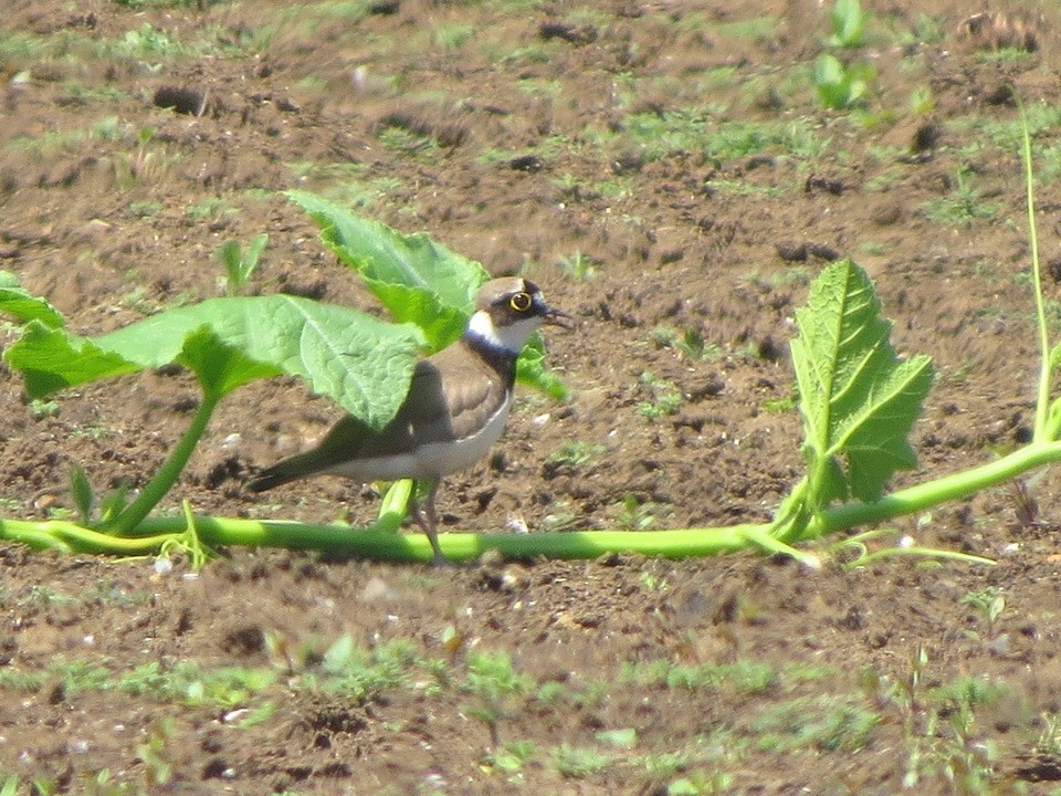 Little Ringed Plover - ML637772348