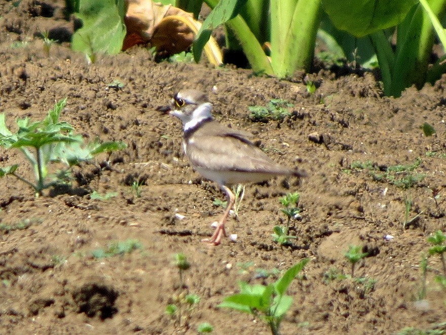 Little Ringed Plover - ML637772356