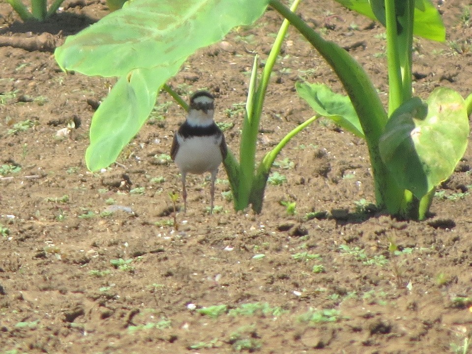Little Ringed Plover - ML637772360