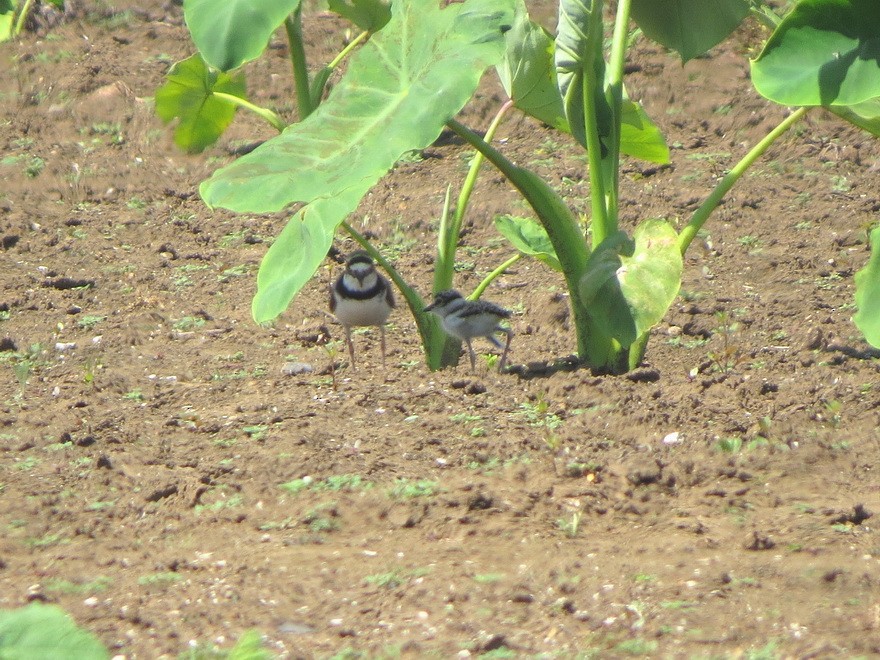 Little Ringed Plover - ML637772362