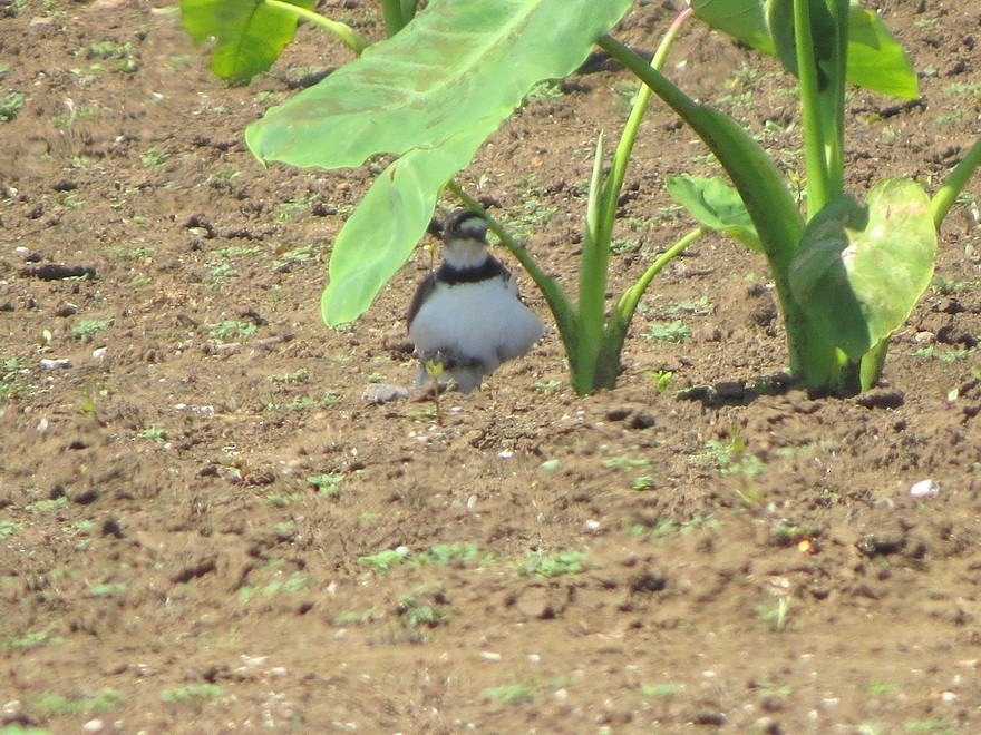 Little Ringed Plover - ML637772365