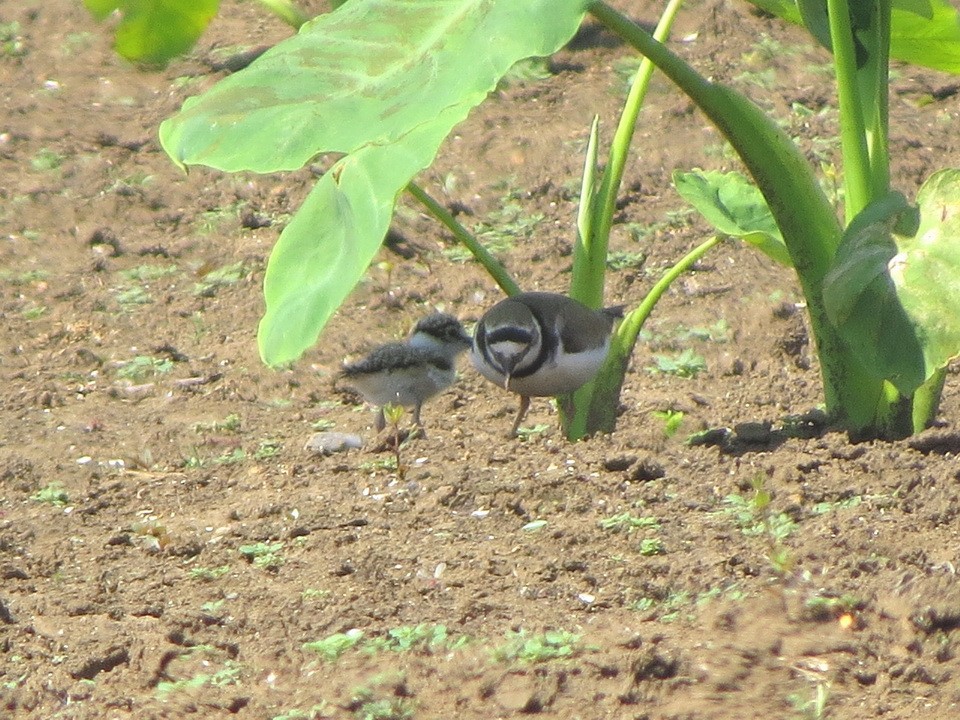 Little Ringed Plover - ML637772369