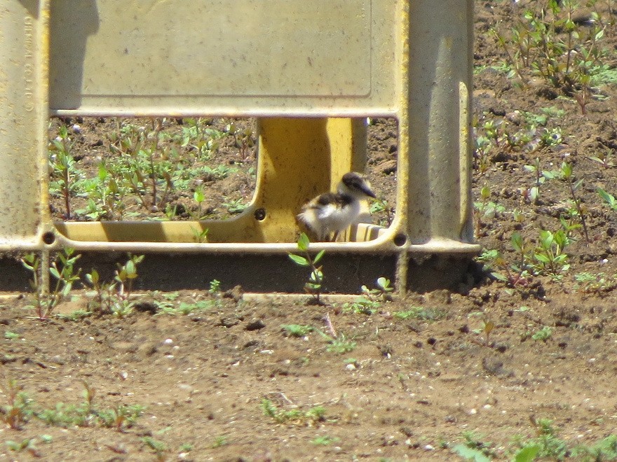 Little Ringed Plover - ML637772376