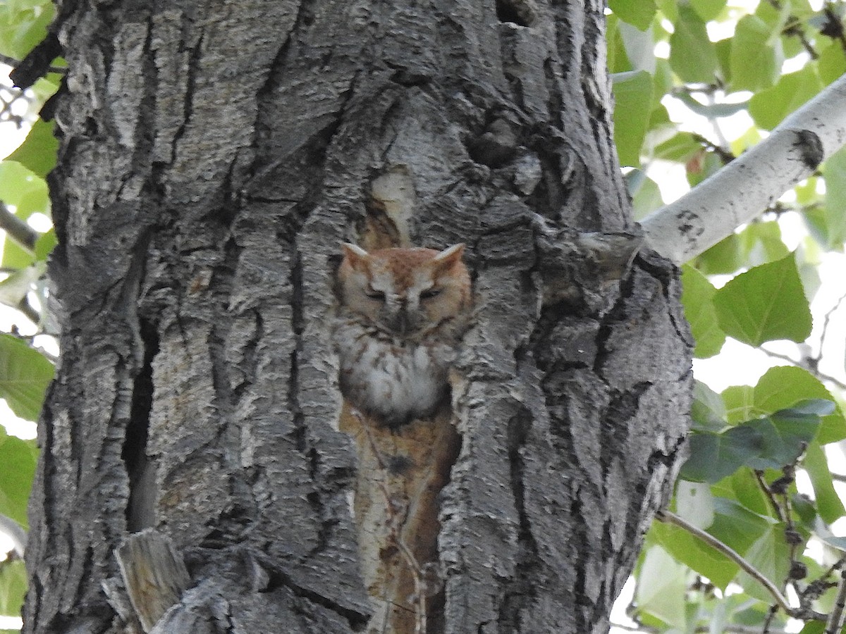 Eastern Screech-Owl - ML637772388