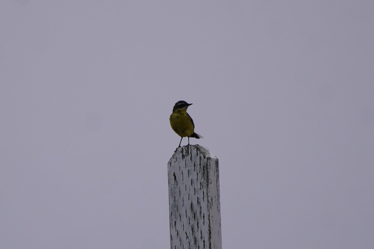 Eastern Yellow Wagtail - ML637772408