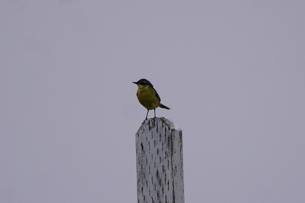 Eastern Yellow Wagtail - ML637772409