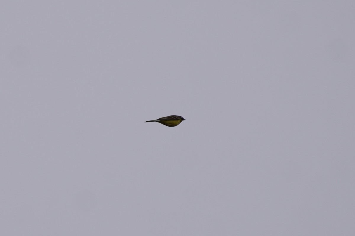 Eastern Yellow Wagtail - ML637772410