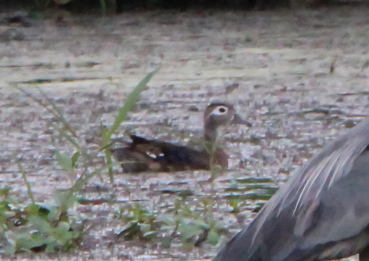 Wood Duck - ML637772446