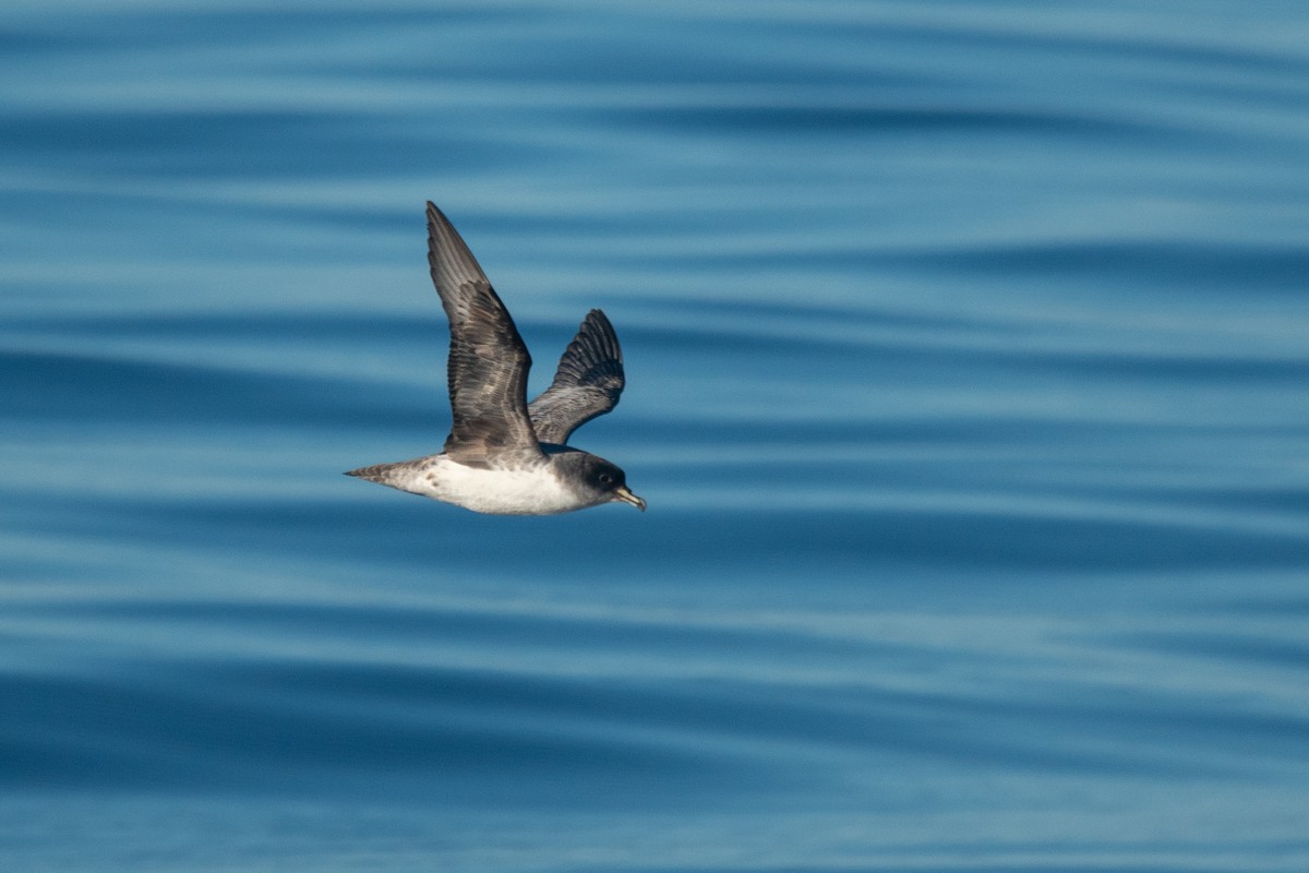 Gray Petrel - ML637772447