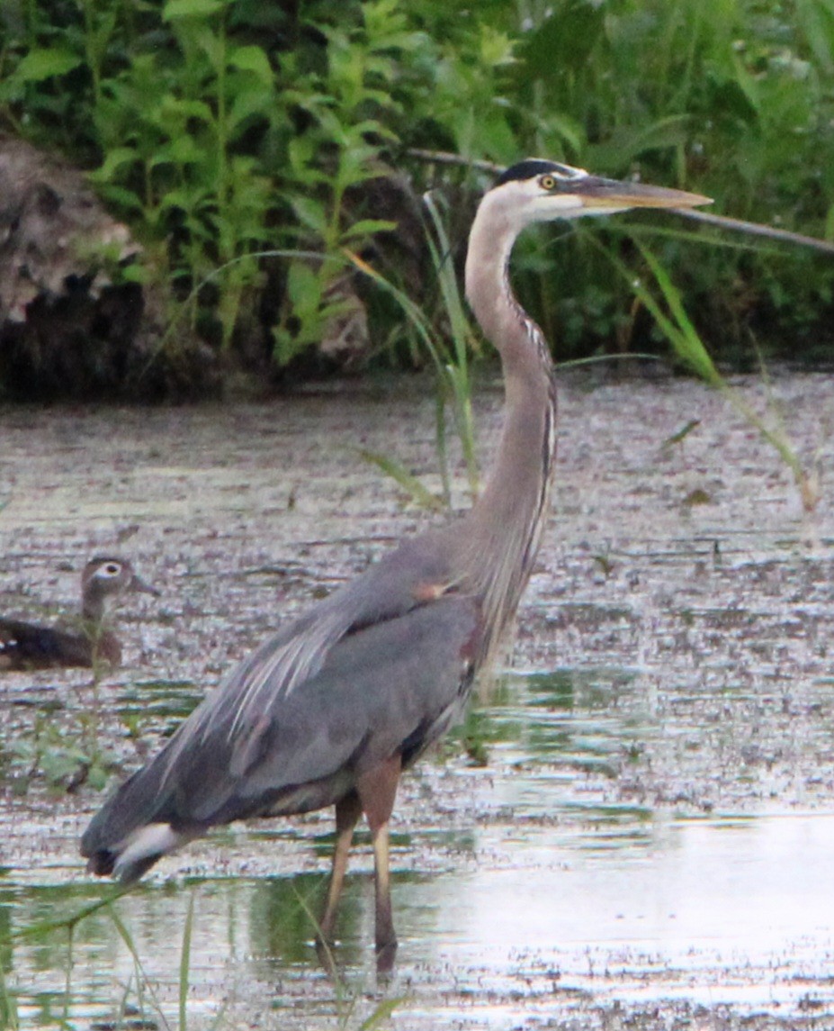 Great Blue Heron - ML637772455