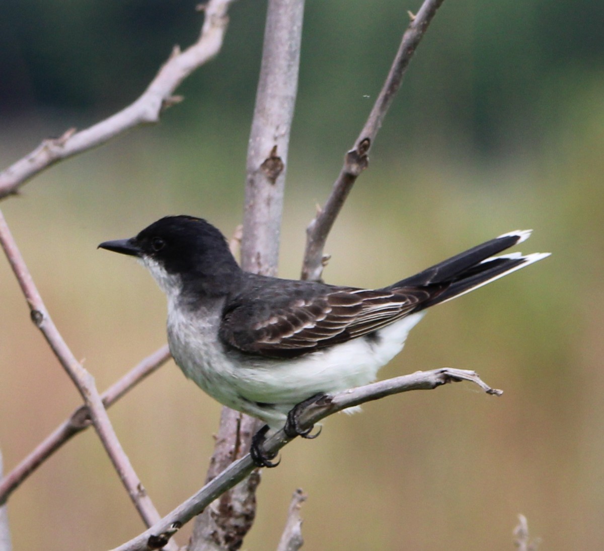 Eastern Kingbird - ML637772457