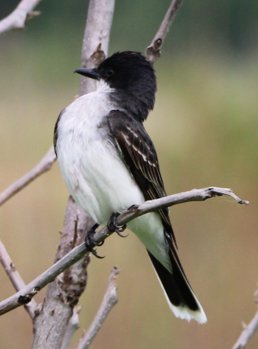 Eastern Kingbird - ML637772458