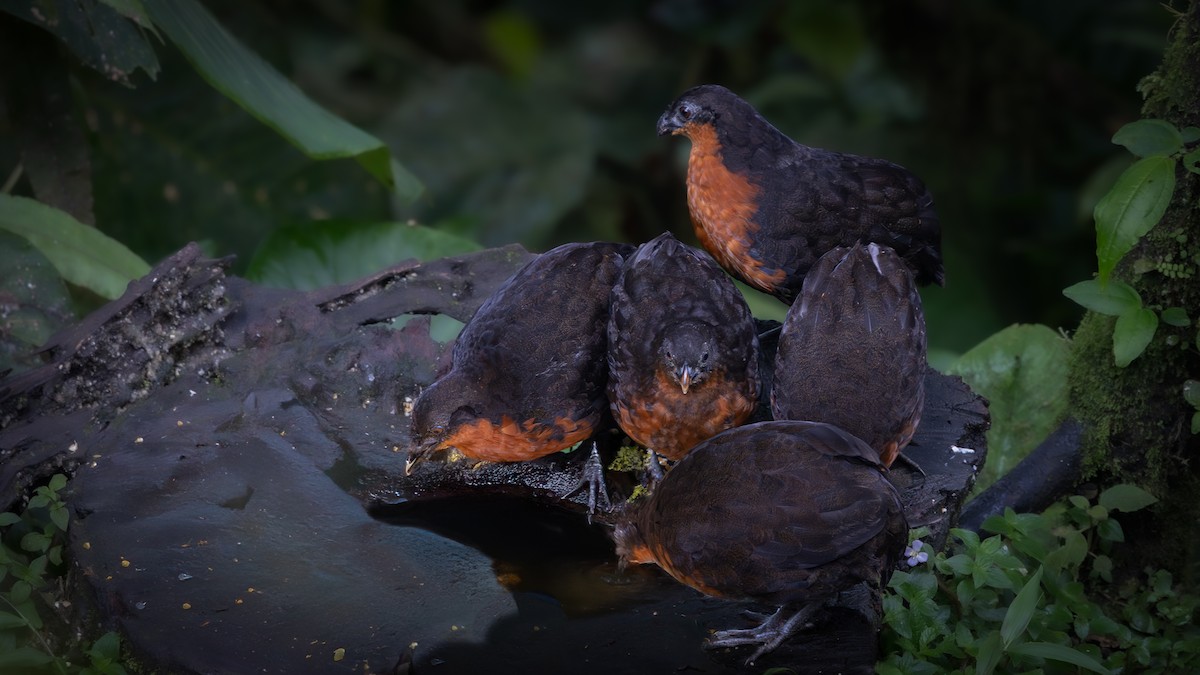 Dark-backed Wood-Quail - ML637772470