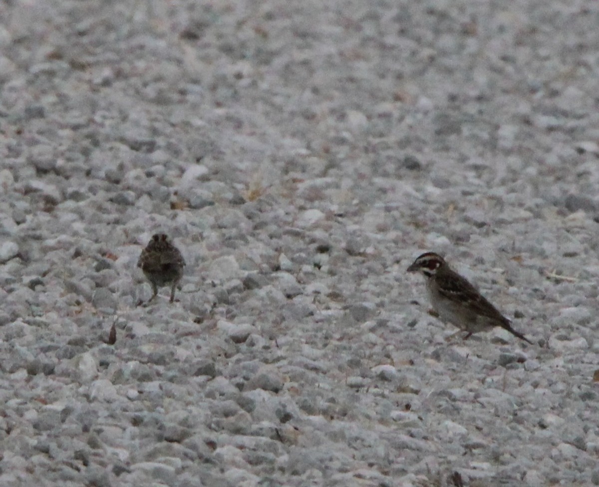 Lark Sparrow - ML637772475