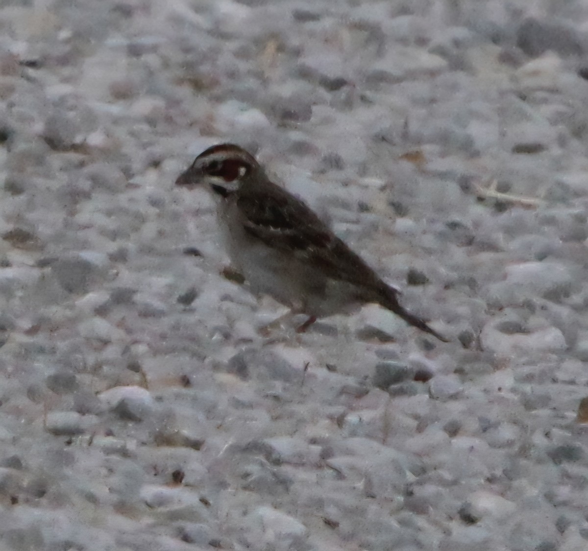 Lark Sparrow - ML637772476
