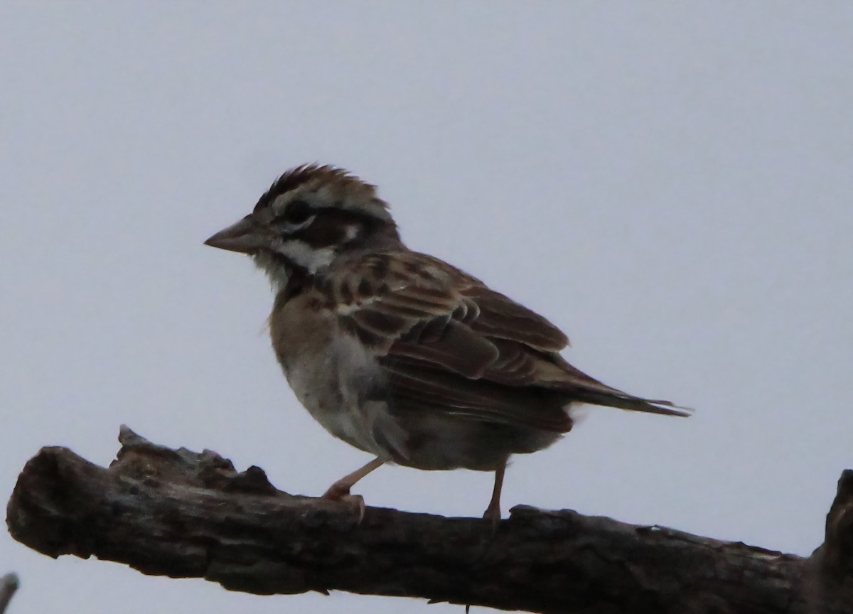 Lark Sparrow - ML637772477