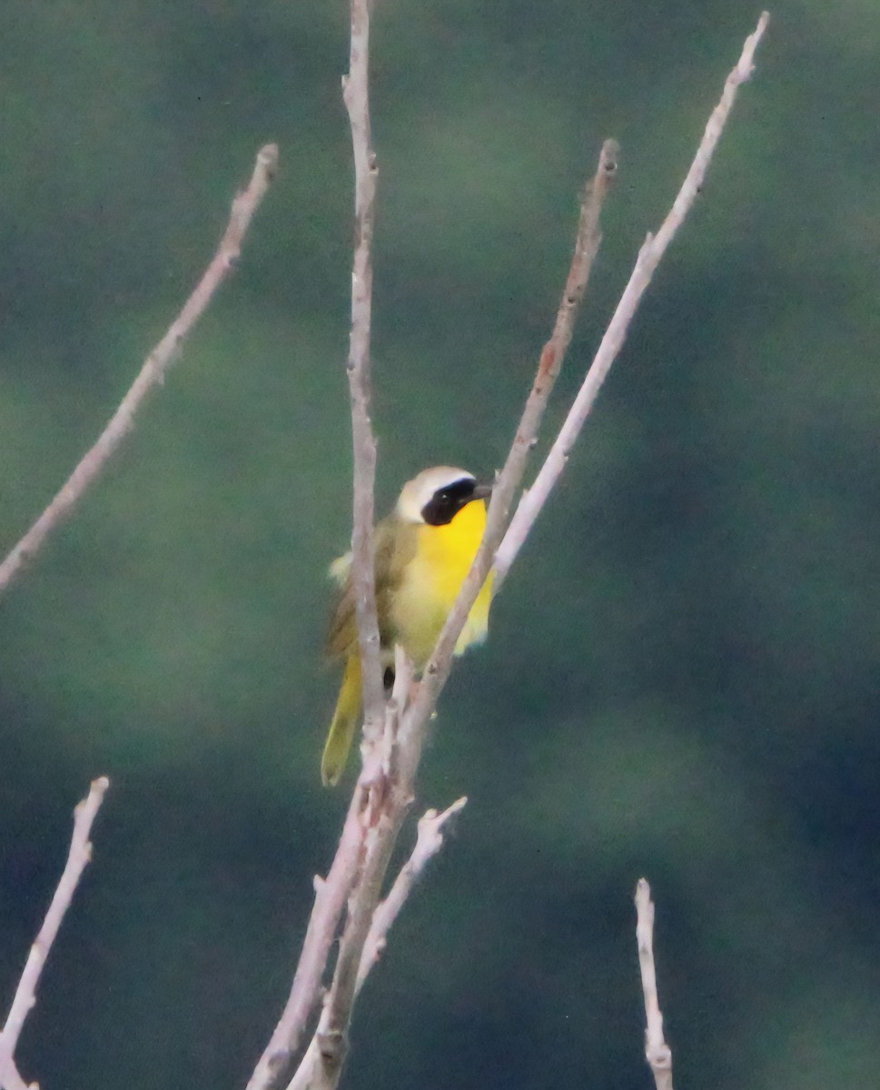 Common Yellowthroat - ML637772481