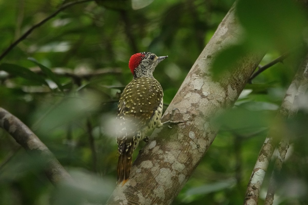 Green-backed Woodpecker - ML637772509