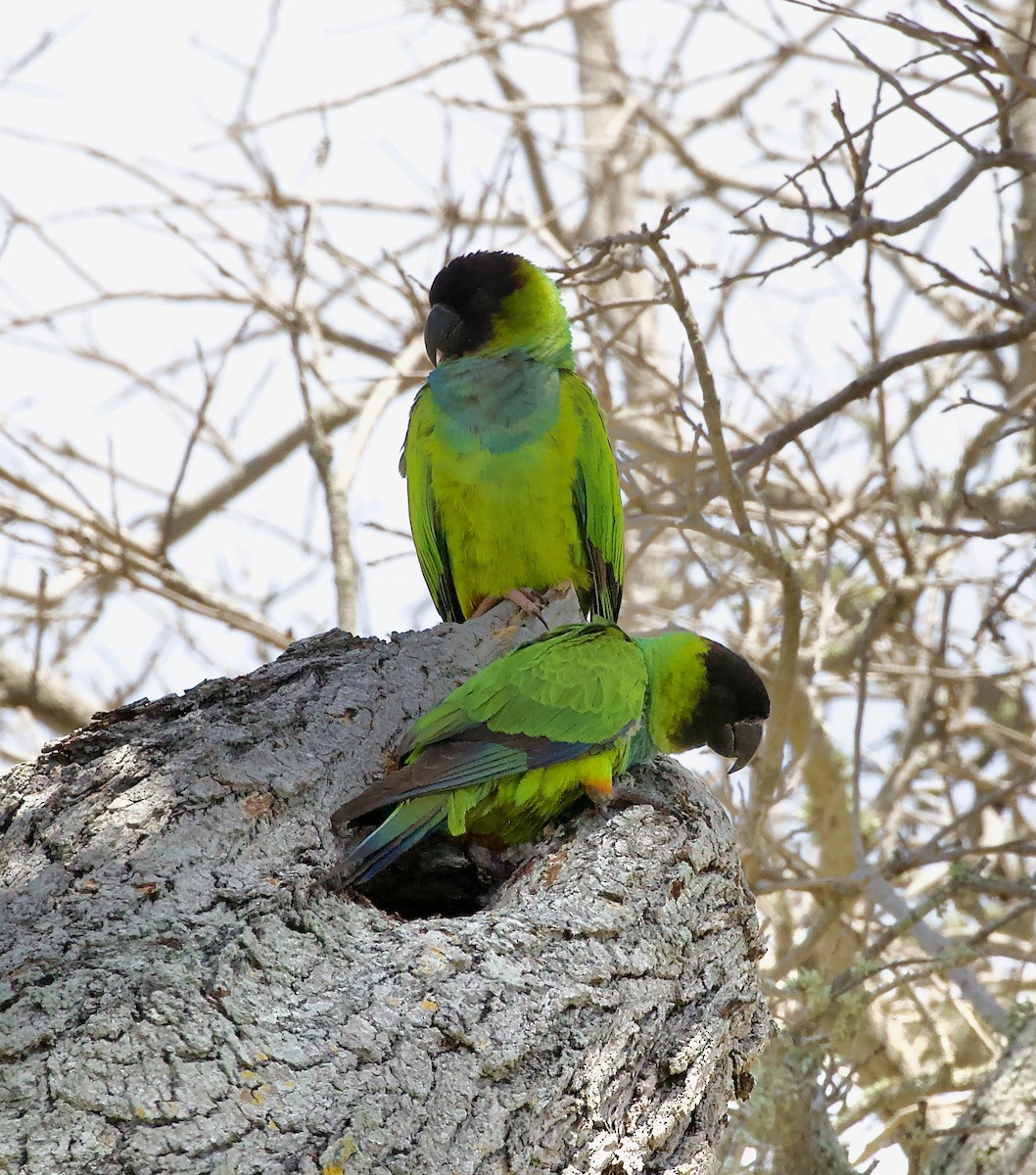 Nanday Parakeet - ML637772514