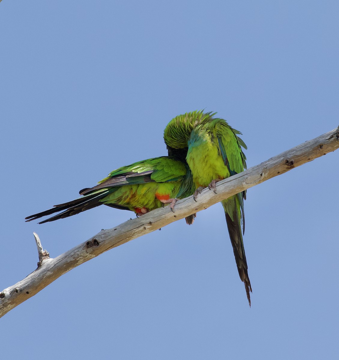 Nanday Parakeet - ML637772517