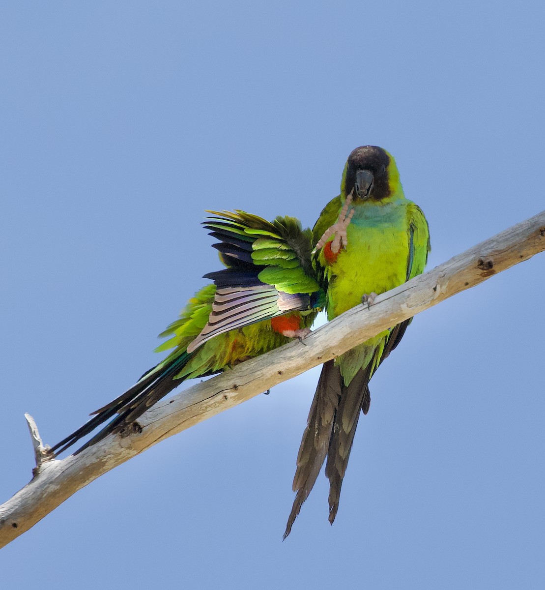 Nanday Parakeet - ML637772522