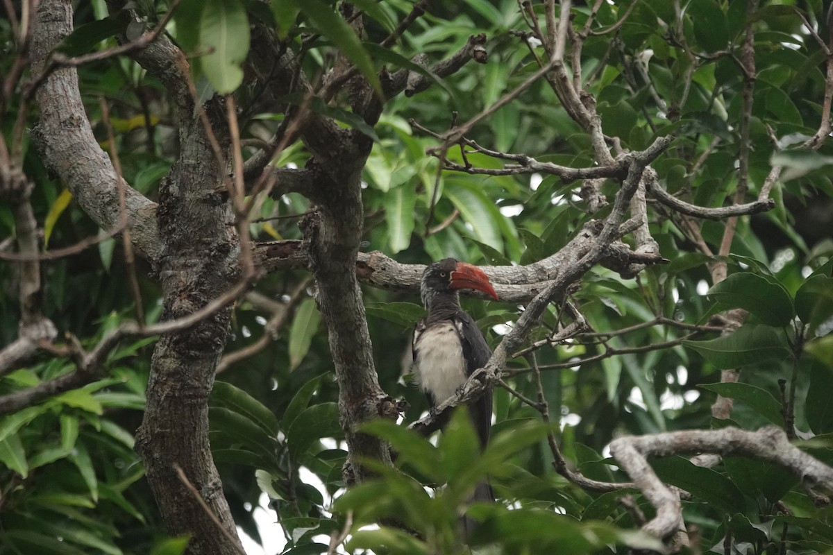 Crowned Hornbill - ML637772533