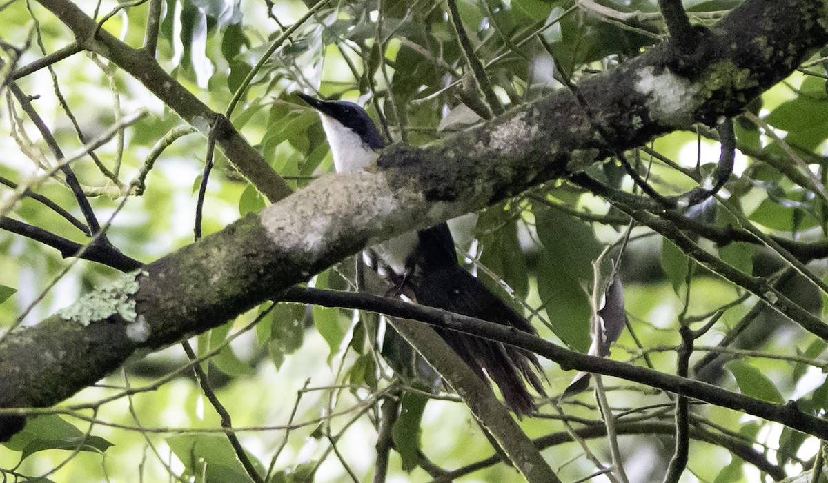 Blue-and-white Mockingbird - ML637772546