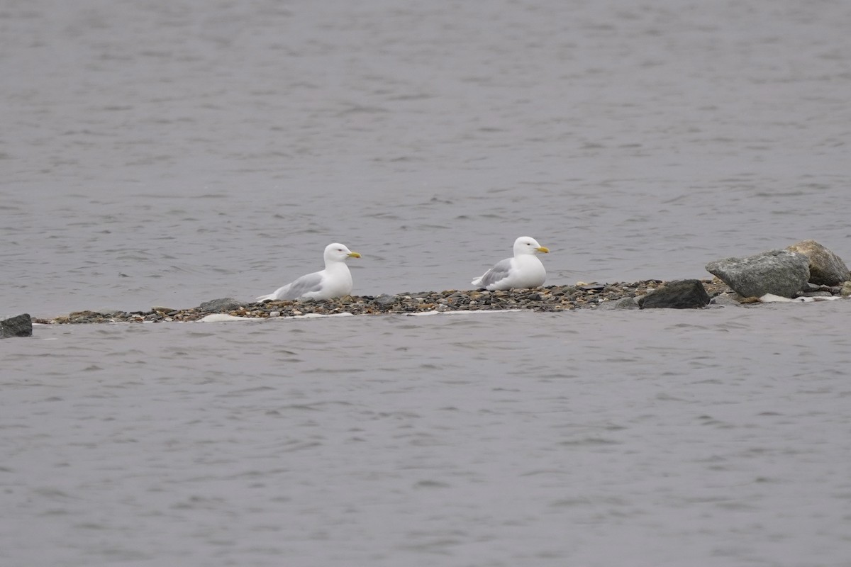 Glaucous Gull - ML637772578