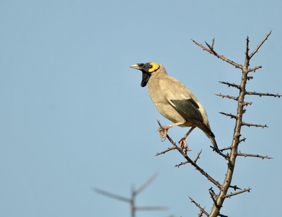 Wattled Starling - ML637772588