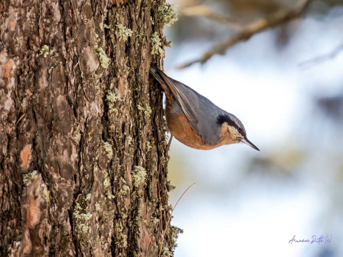 Kashmir Nuthatch - ML637772600