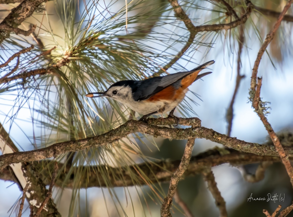 White-cheeked Nuthatch - ML637772633