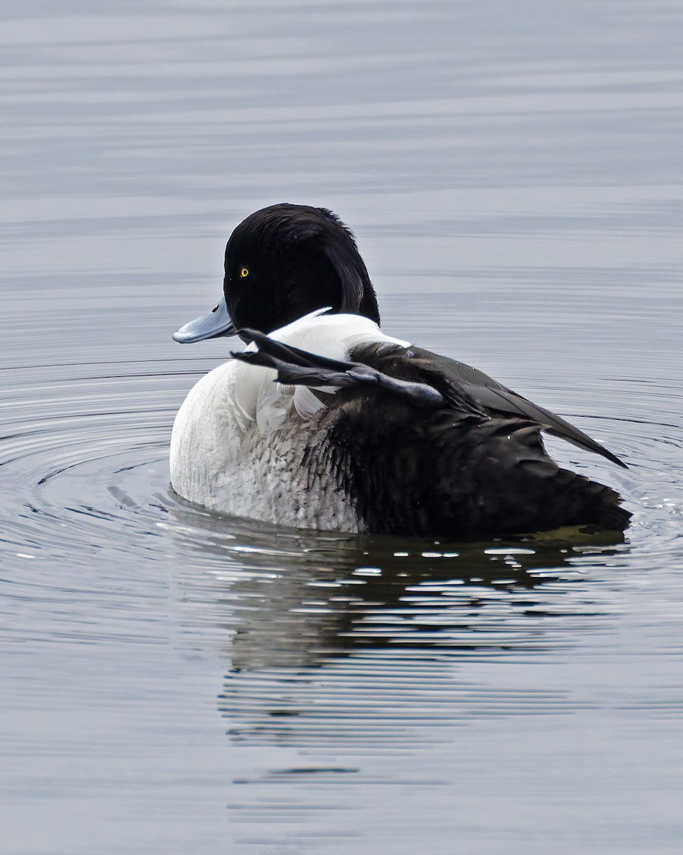 Tufted Duck - ML637772780