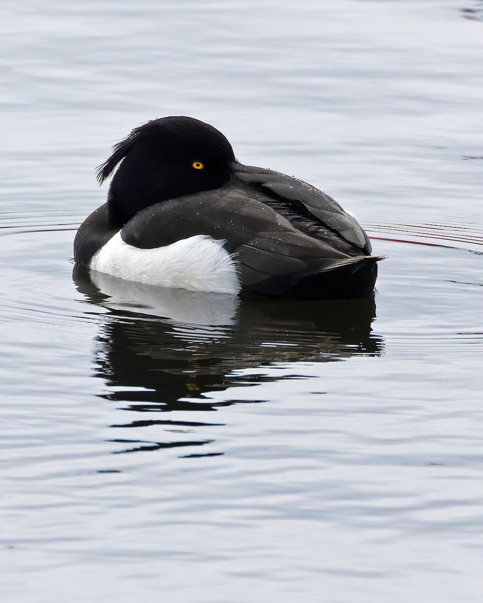 Tufted Duck - ML637772781