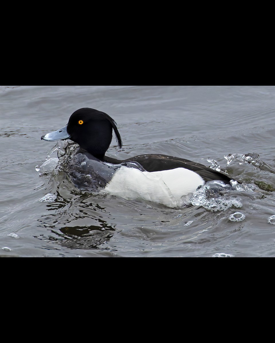 Tufted Duck - ML637772782