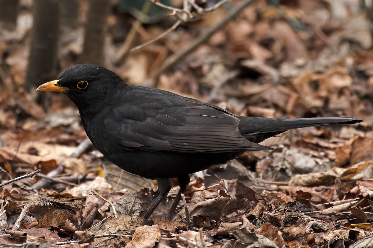 Eurasian Blackbird - ML637772803
