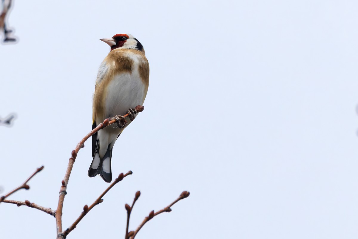 European Goldfinch - ML637772822