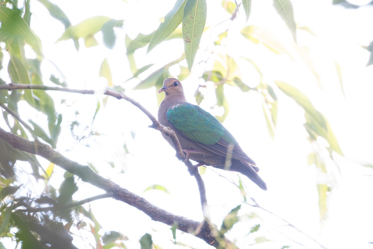 Pacific Emerald Dove - ML637772842