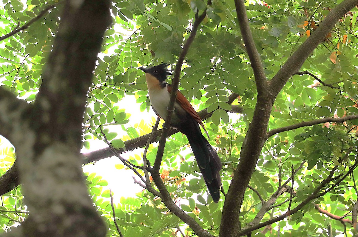 Chestnut-winged Cuckoo - ML637772845