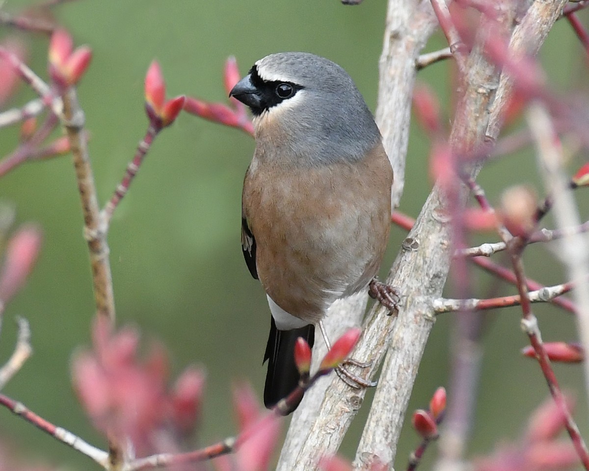 Gray-headed Bullfinch - ML637772853