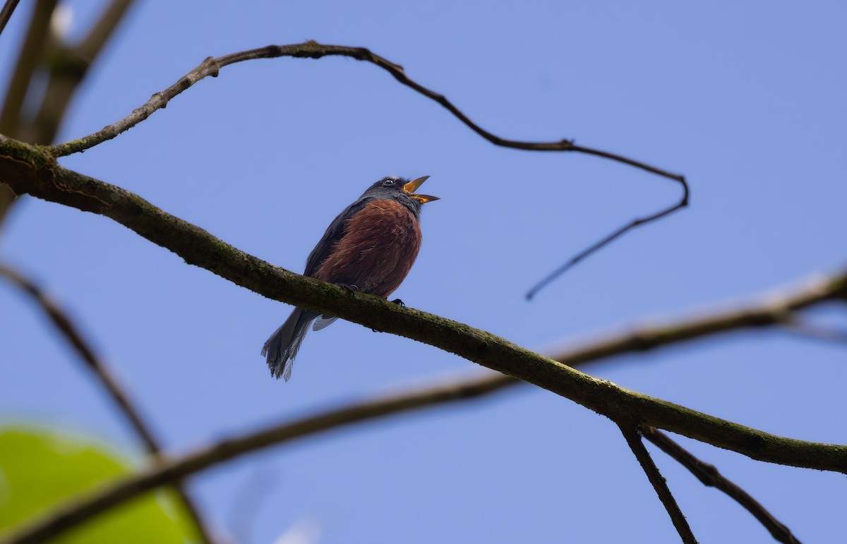 Chestnut-bellied Chat-Tyrant - ML637772889