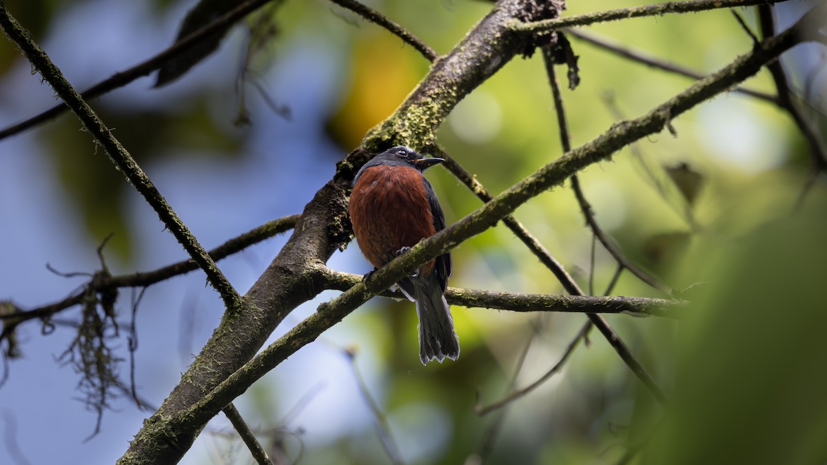 Chestnut-bellied Chat-Tyrant - ML637772890