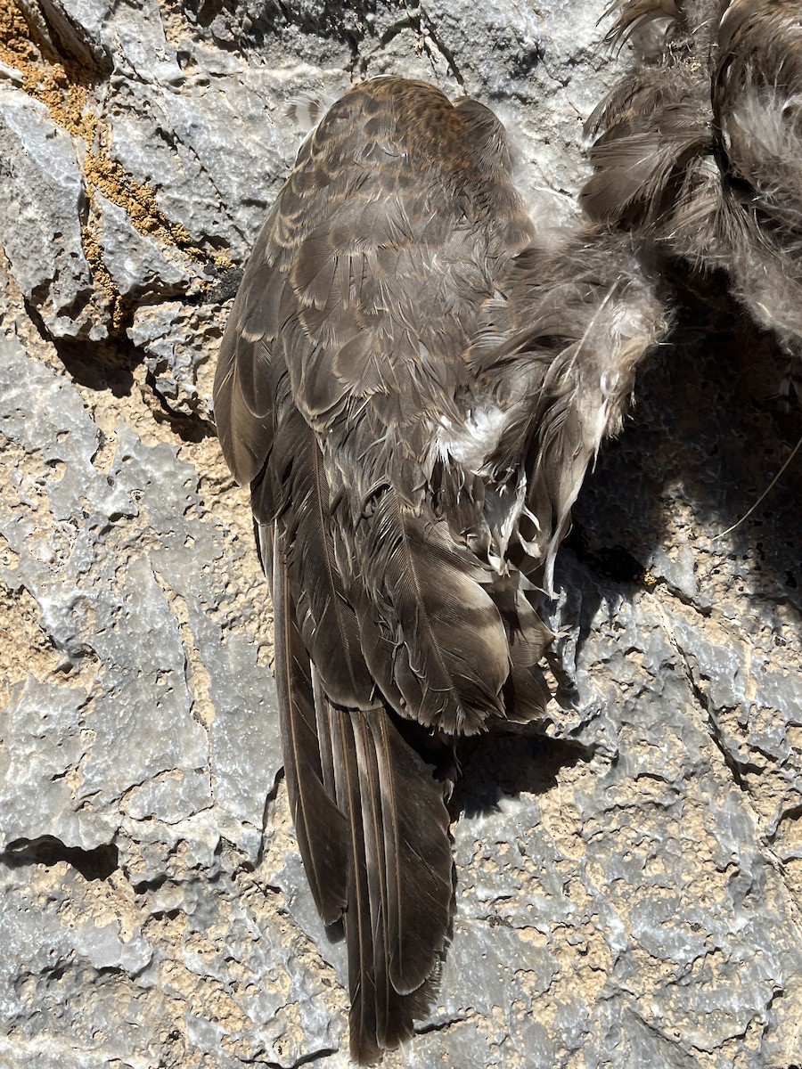 Eurasian Sparrowhawk - ML637772893