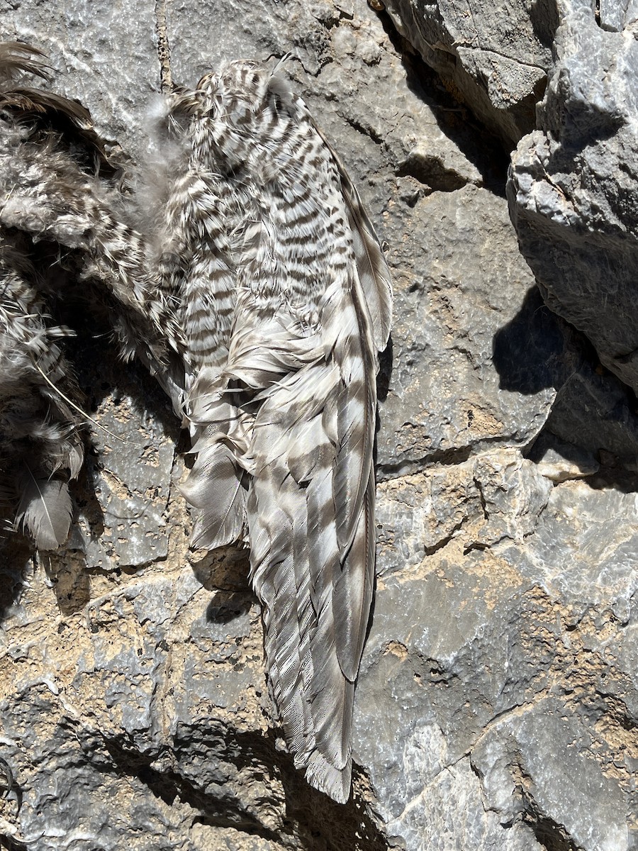 Eurasian Sparrowhawk - ML637772894